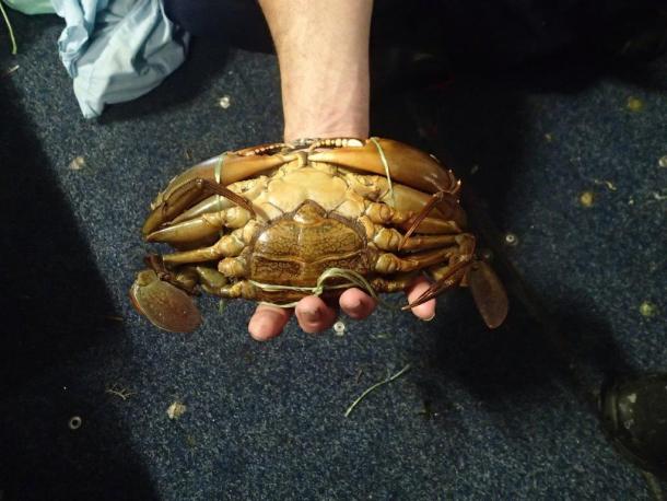 Crew fined $20k after being caught with concealed crabs